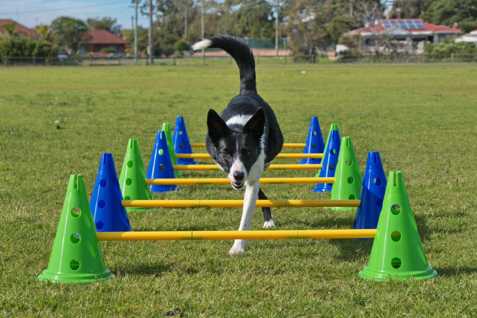 Canine Conditioning
