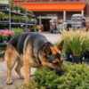 Scent Work Travel Class